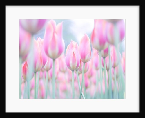 Colorful Tulip flowers by Assaf Frank